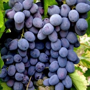 Black Grapes